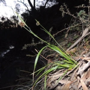 Luzula densiflora at Conder, ACT - 29 Jul 2014 06:44 PM