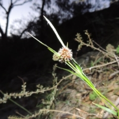 Luzula densiflora at Conder, ACT - 29 Jul 2014 06:44 PM