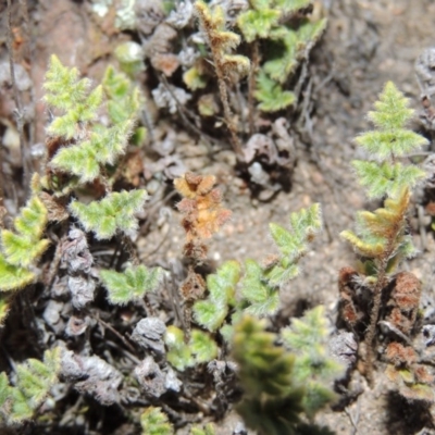 Cheilanthes distans (Bristly Cloak Fern) at Theodore, ACT - 31 Jul 2014 by michaelb