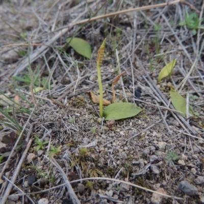 Ophioglossum lusitanicum (Adder's Tongue) at Conder, ACT - 30 Jul 2014 by MichaelBedingfield