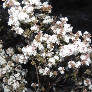 Leucopogon attenuatus at Conder, ACT - 30 Jul 2014