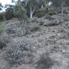 Leucopogon attenuatus at Conder, ACT - 30 Jul 2014