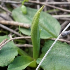 Pterostylis pedunculata (Maroonhood) at P11 - 10 Aug 2014 by AaronClausen