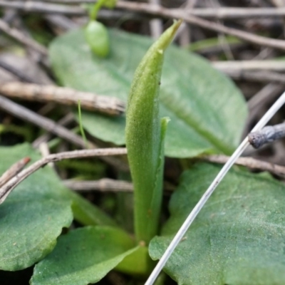 Pterostylis pedunculata (Maroonhood) - 1 Jan 1900 by AaronClausen