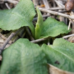 Pterostylis pedunculata at Hackett, ACT - 10 Aug 2014