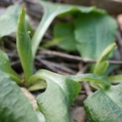 Pterostylis pedunculata at Hackett, ACT - 10 Aug 2014