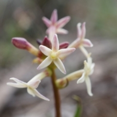 Stackhousia monogyna at Hackett, ACT - 10 Aug 2014