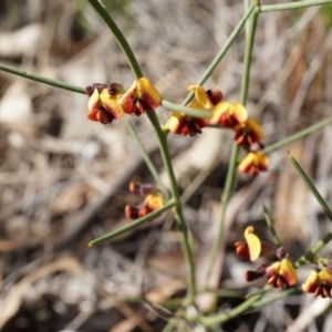 Daviesia genistifolia at Hackett, ACT - 10 Aug 2014