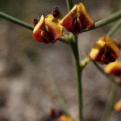 Daviesia genistifolia at Hackett, ACT - 10 Aug 2014