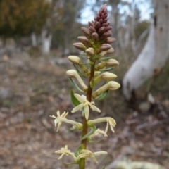 Stackhousia monogyna (Creamy Candles) at Hackett, ACT - 10 Aug 2014 by AaronClausen