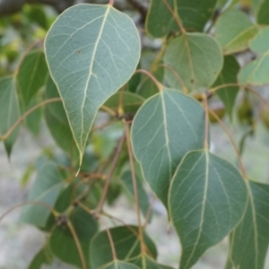 Brachychiton populneus subsp. populneus at Hackett, ACT - 10 Aug 2014