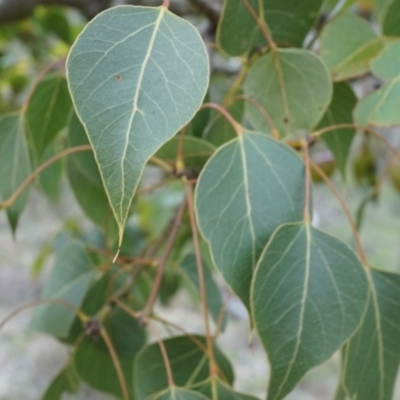 Brachychiton populneus subsp. populneus (Kurrajong) at P11 - 10 Aug 2014 by AaronClausen