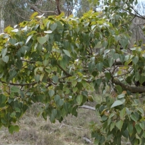 Brachychiton populneus subsp. populneus at Hackett, ACT - 10 Aug 2014