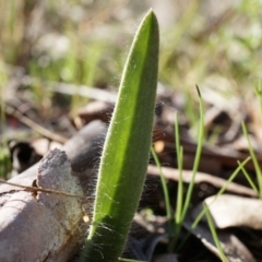 Caladenia actensis (Canberra Spider Orchid) by AaronClausen