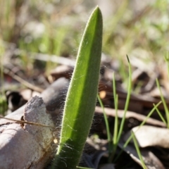 Caladenia actensis (Canberra Spider Orchid) at Hackett, ACT - 10 Aug 2014 by AaronClausen