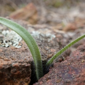 Caladenia actensis at suppressed - suppressed