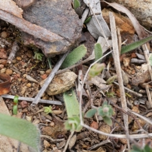 Caladenia actensis at suppressed - suppressed