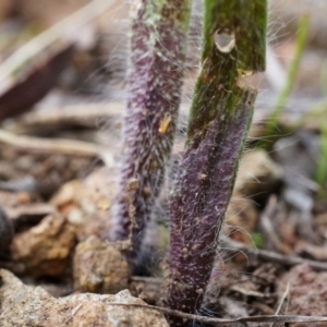 Caladenia actensis at suppressed - suppressed