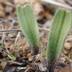 Caladenia actensis at suppressed - suppressed