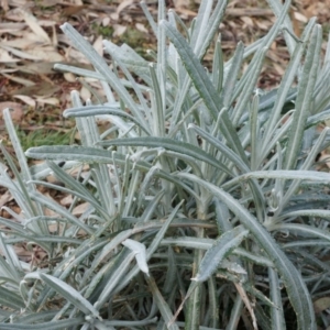 Senecio quadridentatus at Hackett, ACT - 10 Aug 2014 11:31 AM