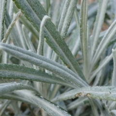 Senecio quadridentatus at Hackett, ACT - 10 Aug 2014