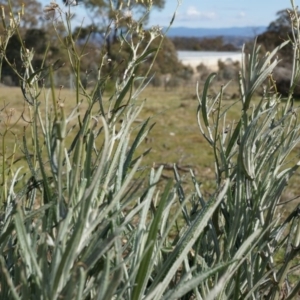 Senecio quadridentatus at Hackett, ACT - 10 Aug 2014