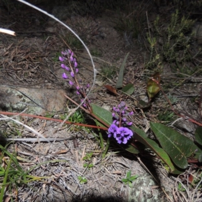 Hardenbergia violacea (False Sarsaparilla) at Rob Roy Range - 30 Jul 2014 by MichaelBedingfield