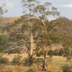 Eucalyptus viminalis (Ribbon Gum) at Point Hut to Tharwa - 3 Feb 2014 by MichaelBedingfield