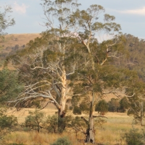 Eucalyptus viminalis at Point Hut to Tharwa - 3 Feb 2014 12:00 AM