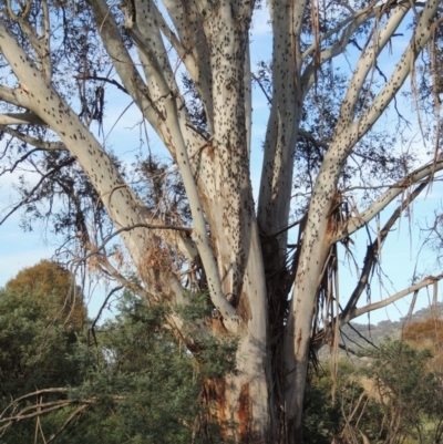 Eucalyptus viminalis (Ribbon Gum) at Tharwa, ACT - 30 Nov 2013 by michaelb