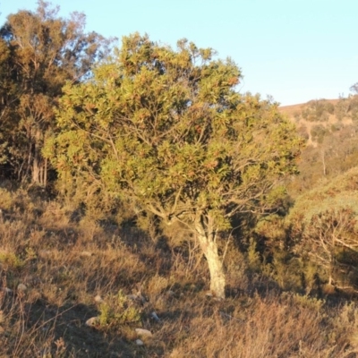 Acacia melanoxylon (Blackwood) at Tuggeranong Hill - 29 Jul 2014 by michaelb
