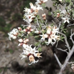 Cryptandra speciosa subsp. speciosa (Silky Cryptandra) at Conder, ACT - 29 Jul 2014 by michaelb