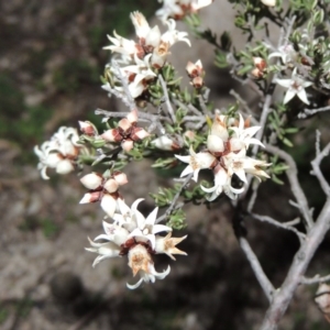 Cryptandra speciosa subsp. speciosa at Conder, ACT - 29 Jul 2014