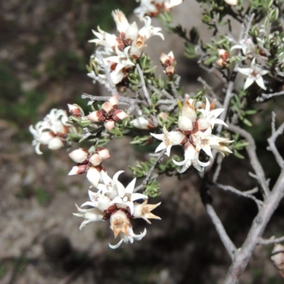 Cryptandra speciosa subsp. speciosa (Silky Cryptandra) at Conder, ACT - 29 Jul 2014 by michaelb