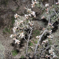 Cryptandra speciosa subsp. speciosa at Conder, ACT - 29 Jul 2014