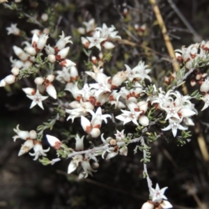 Cryptandra speciosa subsp. speciosa at Paddys River, ACT - 2 Aug 2014