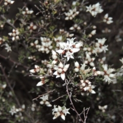 Cryptandra speciosa subsp. speciosa at Paddys River, ACT - 2 Aug 2014 06:48 PM