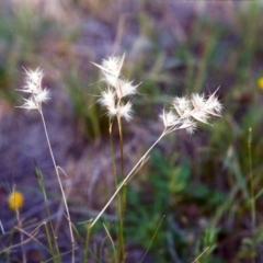 Rytidosperma laeve (Bare-backed Wallaby Grass) at Conder, ACT - 30 Nov 1999 by michaelb