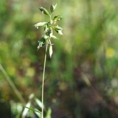 Rytidosperma carphoides (Short Wallaby Grass) at Conder, ACT - 21 Nov 2000 by MichaelBedingfield