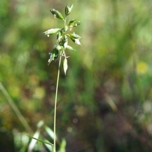 Rytidosperma carphoides at Conder, ACT - 21 Nov 2000