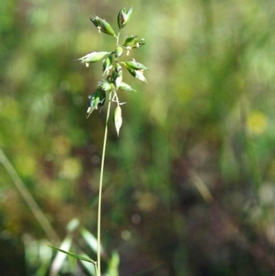 Rytidosperma carphoides (Short Wallaby Grass) at Conder, ACT - 20 Nov 2000 by michaelb