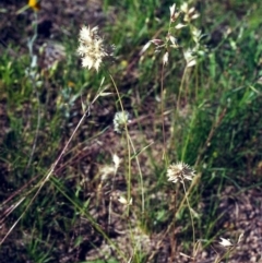 Rytidosperma carphoides (Short Wallaby Grass) at Theodore, ACT - 2 Dec 2000 by MichaelBedingfield