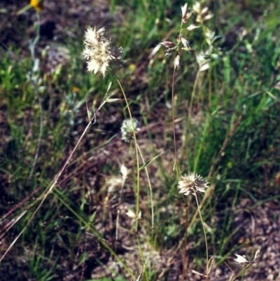 Rytidosperma carphoides (Short Wallaby Grass) at Theodore, ACT - 1 Dec 2000 by michaelb