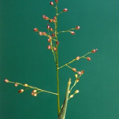 Isachne globosa (Swamp Millet) at Bonython, ACT - 5 Feb 2007 by michaelb