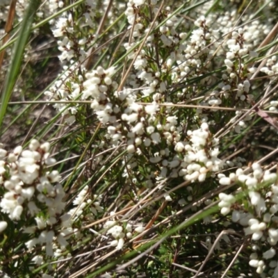 Cryptandra amara (Bitter Cryptandra) at Mount Ainslie to Black Mountain - 19 Aug 2014 by TimYiu