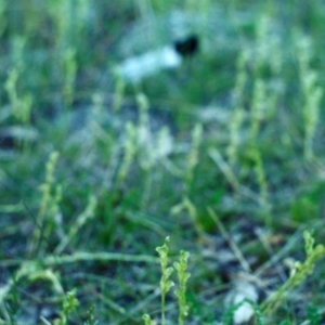 Hymenochilus sp. at Banks, ACT - 21 Oct 2001