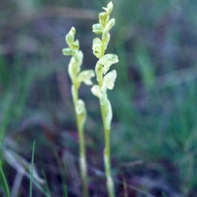 Hymenochilus cycnocephalus (Swan greenhood) at Conder, ACT - 28 Sep 2001 by MichaelBedingfield