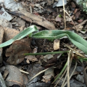 Caladenia atrovespa at Black Mountain - suppressed