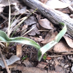 Caladenia atrovespa at Black Mountain - suppressed