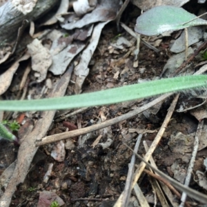 Caladenia atrovespa at Black Mountain - suppressed